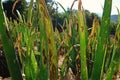 Purple blotch disease on onion