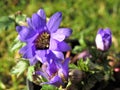 Purple blue anemone blanda flower Royalty Free Stock Photo