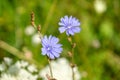 Purple and blue chicory flower in the nature.