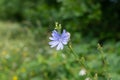 Purple and blue chicory flower in the nature.