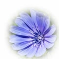 Purple blue chicory