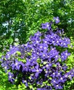 Purple blue Clematis flowers