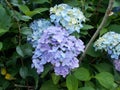 Purple and blue composite flowers