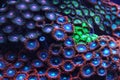 Purple and blue coral emitting light under UV underwater photo. Abstract organic marine background Royalty Free Stock Photo