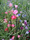 Purple and blue cornflowers, red and pink poppies and green turfgrass Royalty Free Stock Photo