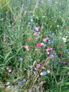 Purple and blue cornflowers, red and pink poppies and green turfgrass along Railway Greenway train in Richmond, BC, Canada.