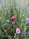 Purple and blue cornflowers, red and pink poppies and green turfgrass Royalty Free Stock Photo