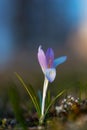 Purple and blue crocus