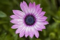 Purple and blue daisy close up detail top view with green background Royalty Free Stock Photo