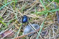 Purple blue dung beetle is crawling on grass sticks Germany Royalty Free Stock Photo