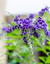 Purple blue Duranta flower