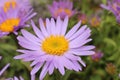 `Farrer`s Aster` flower - Aster Farreri