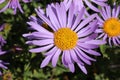 `Farrer`s Aster` flower - Aster Farreri