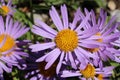 `Farrer`s Aster` flower - Aster Farreri