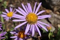 `Farrer`s Aster` flower - Aster Farreri