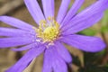 The purple blue flower of an anemone blanda, showing pollen, style, stamens and petals. Royalty Free Stock Photo