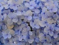 Purple blue flower of Bigleaf Hydrangea Royalty Free Stock Photo