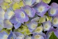 Purple blue flower of Bigleaf Hydrangea with yellow shade French hydrangea, Lacecap hydrangea, Mophead hydrangea