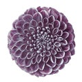 Purple-blue flower dahlia isolated on a white background. Close-up. Royalty Free Stock Photo