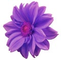 Purple-blue flower dahlia, white isolated background with clipping path. Closeup. no shadows. pink center. side view. for design. Royalty Free Stock Photo