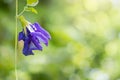 Purple blue flower floral, butterfly pea, on blurred green nature bokeh background