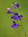 Purple blue flower of Forking Larkspur or Field larkspur, Consolida regalis