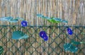 Purple-blue flower, morning glory running on a reed fence