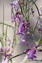 Purple blue flowers of Australian native Emu Bush Eremophila oppositifolia, Rays Blue variety, family Scrophulariaceae