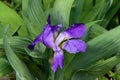 purple-blue flowers of Germanic iris on a green background