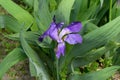 purple-blue flowers of Germanic iris on a green background