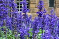 Purple Blue Flowers Lavendar Lilac Field Garden European