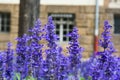 Purple Blue Flowers Lavendar Lilac Field Garden European