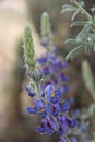 The purple blue flowers of the Lupine