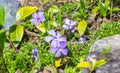 Purple blue flowers periwinkle garden in spring. Vinca minor perennial blooming plant close-up Royalty Free Stock Photo