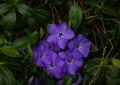 Purple Blue flowers of Periwinkle Vinca Minor in spring garden. Purple blue flowers of periwinkle background Royalty Free Stock Photo