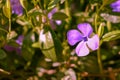 Purple blue flowers of periwinkle vinca minor in spring garden. Vinca minor lesser periwinkle ornamental flowers in bloom, Royalty Free Stock Photo