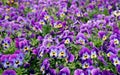 Purple and blue garden pansies in springtime. They are called also viola or violet.