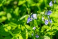 Purple and blue Gilliflowers in the grass.