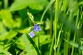 Purple and blue Gilliflowers in the grass.