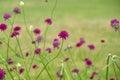 Purple and blue Gilliflowers in the grass.