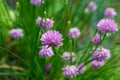 Purple and blue Gilliflowers in the grass.