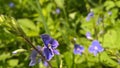 Purple and blue Gilliflowers in the grass.