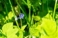 Purple and blue Gilliflowers in the grass.