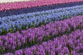 Purple and Blue Hyacinth Field Noord-Holland Royalty Free Stock Photo