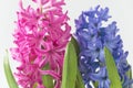 Purple and blue hyacinth flowers with waterdrops Royalty Free Stock Photo