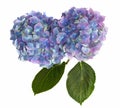 Purple and Blue Hydrangea Flower Heads on White