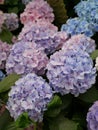 Purple and Blue Hydrangeas Royalty Free Stock Photo