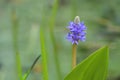 Purple blue inflorescence of pickerelweed Pontederia cordata, aquatic plant, grows in a variety of wetlands, blurry green