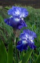 Blue irises, flowers close up, detail on one blurred background Royalty Free Stock Photo