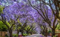 Purple blue Jacaranda mimosifolia bloom in Johannesburg and Pretoria street during spring in October in South Africa Royalty Free Stock Photo